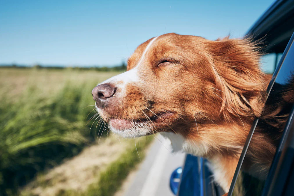 Dog Packing List: What to Pack For Your Pet